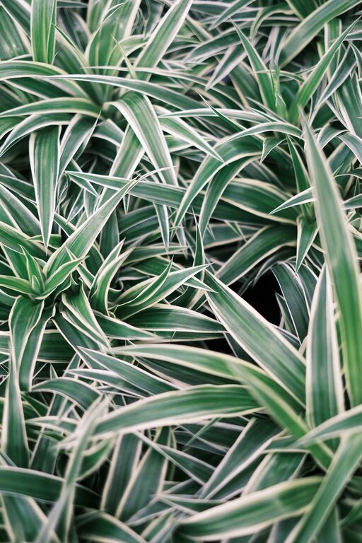 Plantas de interior que mejoran la calidad del aire y alegran cualquier espacio vital